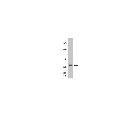 62-8385-99　抗cdk2;100μg　07-631