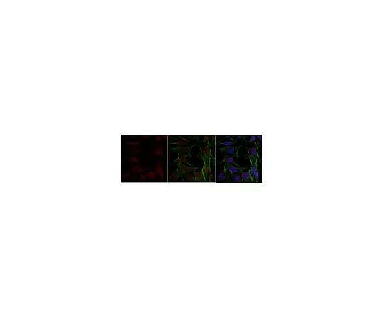 62-8463-56　抗TFE3　ABE1400