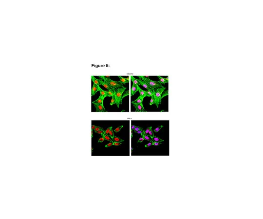 62-8367-37　RIPAb+ (TM) HuR;10次检测　03-102