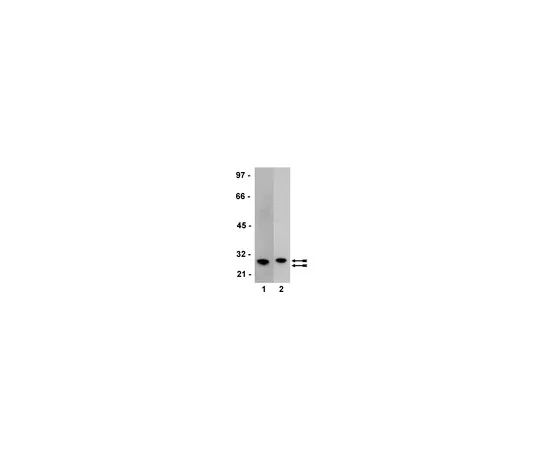 62-8372-93　抗GST标记;200μg　05-782