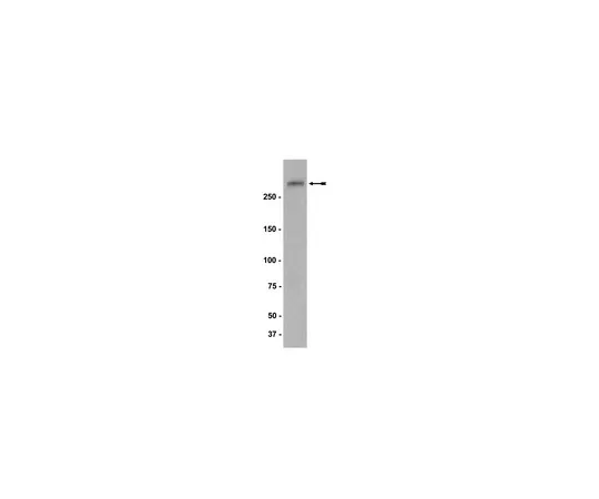 62-8372-52　抗NG2,克隆132.38;200μg　05-710