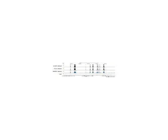 62-8372-70　抗三甲基组蛋白H3 (Lys4) ，克隆15-10C-E4,重组;100μL　05-745R