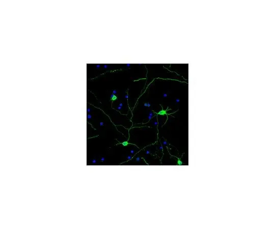 62-8468-92　Neurochrom (TM) 泛神经元标记-兔，Alexa488共轭;100μL　ABN2300A4