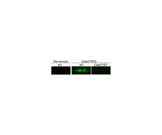 62-8468-29　抗Caspr2细胞外结构域　ABN1380