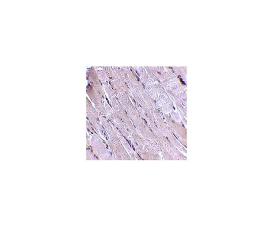 62-8467-43　反Wnt-10b　ABN475