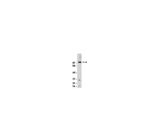 62-8381-87　抗mGluR2/3;200μg　06-676