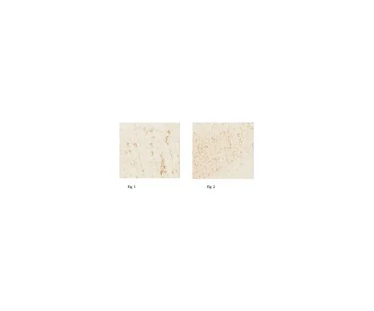 62-8444-34　抗荧光金抗体猫。不，是AB153-I　AB153-I
