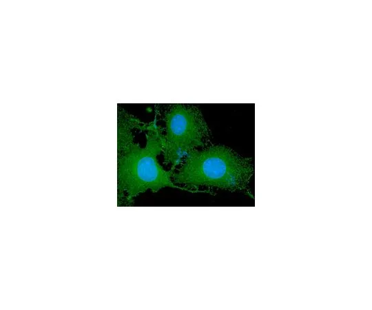 62-8392-75　抗磷酸化Akt1/PKBα (Ser473) ，克隆11E6,Alexa Fluor (R) 488缀合物;50μg　16-305