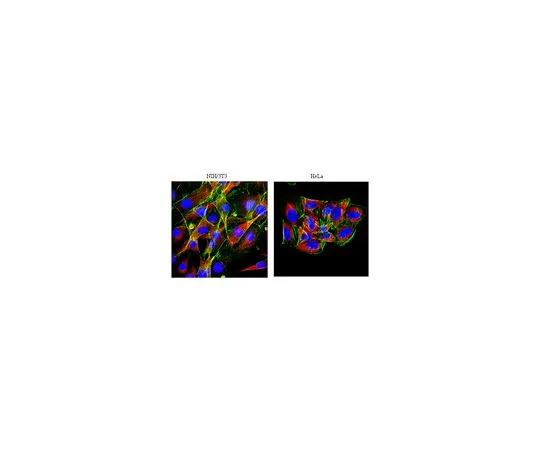 62-8452-31　抗MAP4;50μg　AB6020