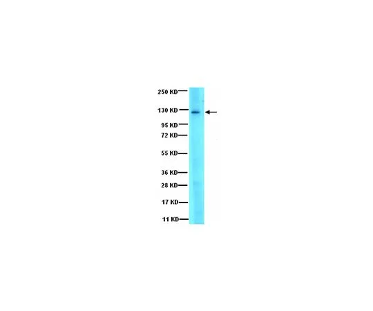 62-8387-82　抗JAK3;100μL　07-1487