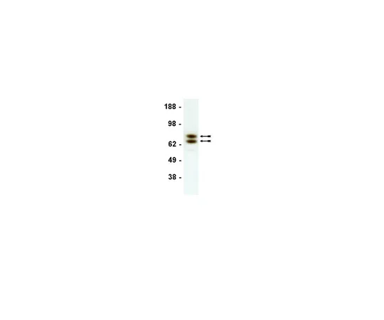62-8372-53　抗拉明A/C,克隆14;50μg　05-714