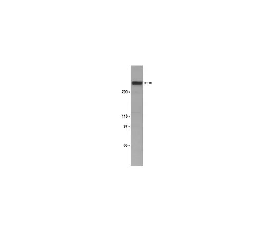 62-8370-69　抗p300CT,克隆RW128;200μg　05-257