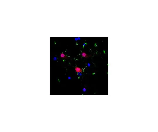 62-8465-61　抗NeuN (兔多克隆);100μg　ABN78