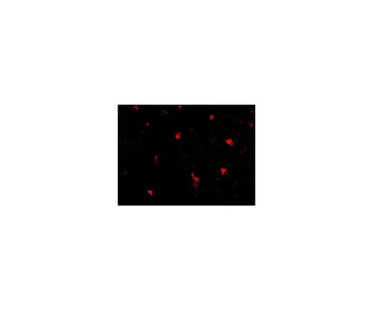 62-8466-70　抗FEZ2　ABN341