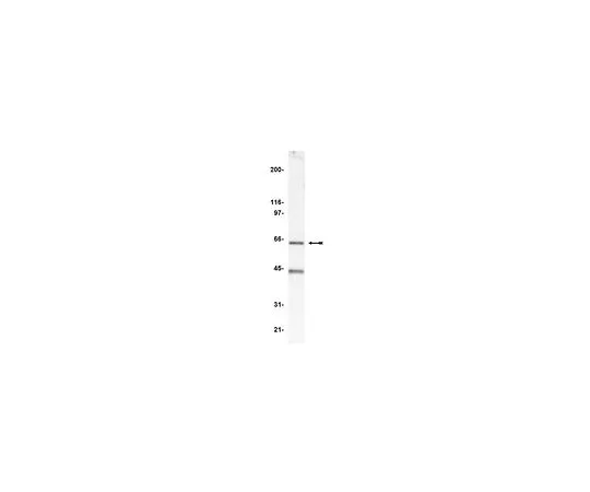 62-8383-50　抗p67-phows;200μL　07-002