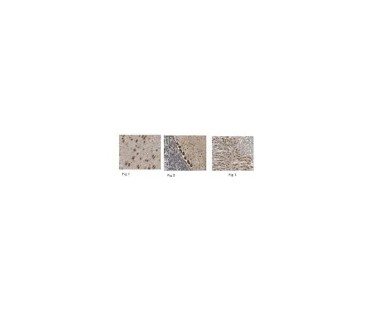 62-8468-34　抗HES-1　ABN1386