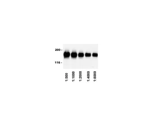 62-8390-45　兔抗羊IgG, HRP共轭;500μg　12-342