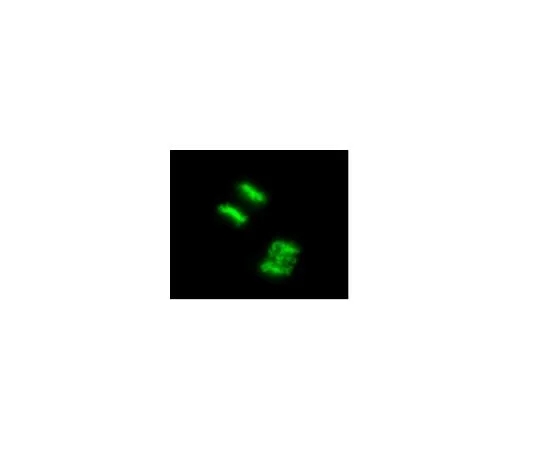 62-8394-65　LentiBrite (TM) 组蛋白H2B-GFPLentivira lBiosensor　17-10229