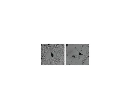 62-8456-05　抗绿色荧光蛋白;250μg　AB16901