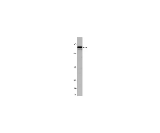 62-8371-65　抗IKKα，克隆14A231;100μg　05-536