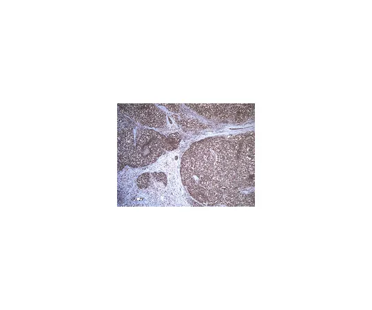 62-8369-04　抗沙漠刺猬蛋白 (DHH) ，克隆19D7.2;100μg　04-967