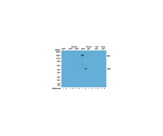 62-8369-87　兔抗人IgG4抗体，克隆RM120　04-1667