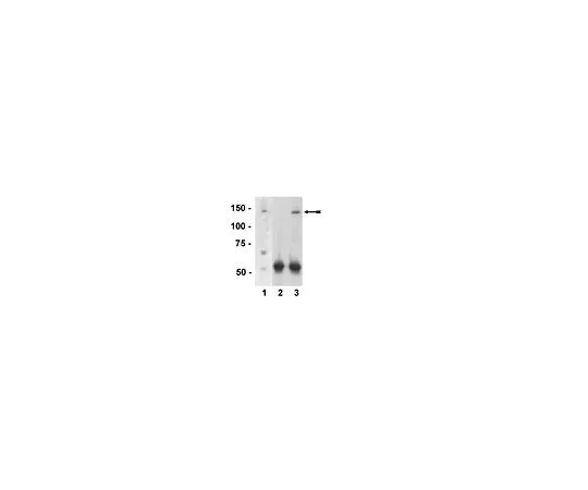 62-8385-55　抗PIR121-1/Sra-1;200μg　07-531