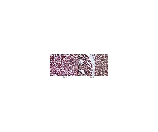 62-8454-53　抗COX4;100μg　AB10526