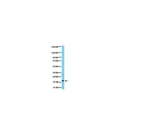 62-8387-75　抗RAC1;100μg　07-1464