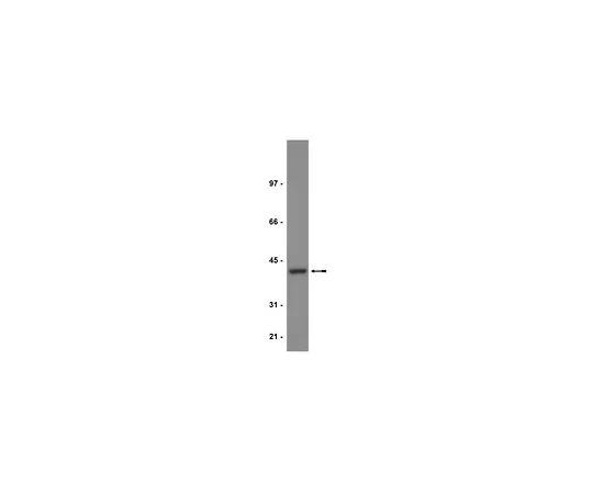 62-8384-42　抗PP2A, C亚基;100μL　07-324