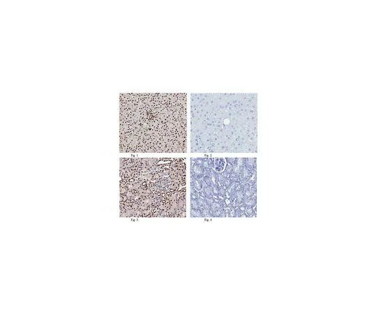 62-8461-16　抗组蛋白H2A;100μg　ABE327
