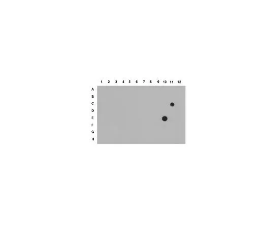 62-8385-16　抗三甲基组蛋白H3 (Lys27);200μg　07-449