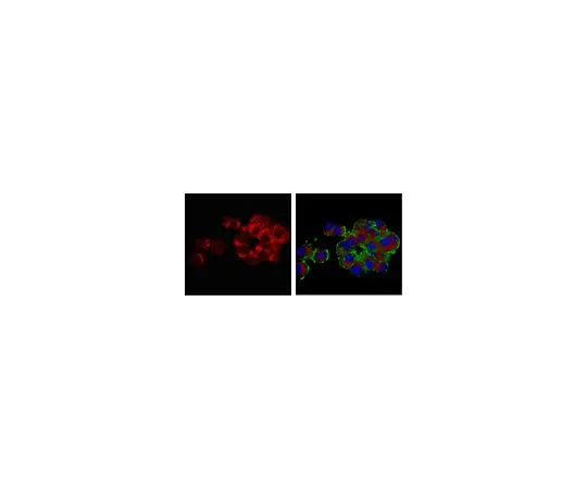 62-8450-04　抗血管性谷氨酸转运蛋白3 (VGLUT3) 抗体　AB5421-I