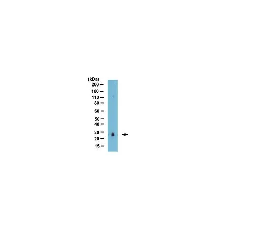 62-8390-16　抗SAP30 (酵母);100μg　09-874