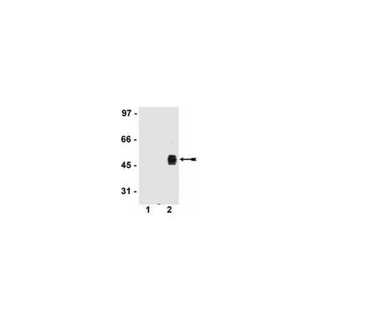 62-8368-92　抗HA标记，克隆DW2;100μL　04-902