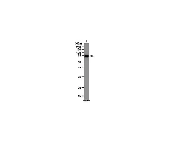 62-8388-81　反CAPZIP;100μL　7-89