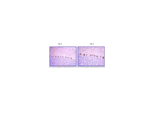 62-8454-68　反LHX;100μg　AB10557