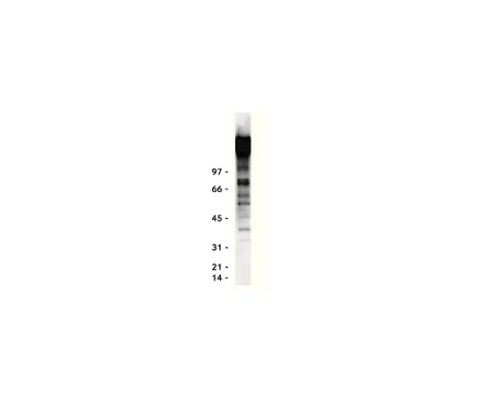 62-8370-75　抗磷酪氨酸，克隆4G10R;1毫克　05-321MG