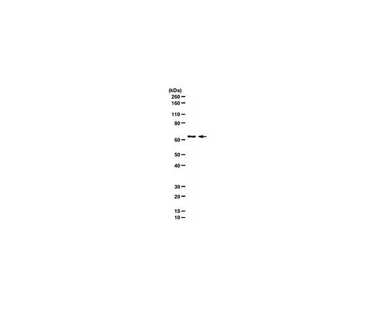 62-8384-52　抗AMPKα1;200μg　07-350