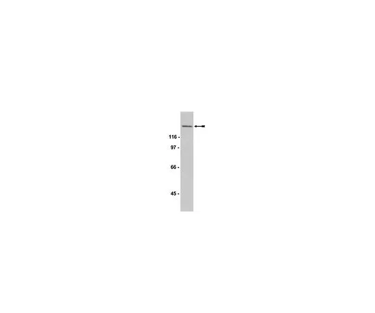 62-8384-50　抗SOS1, CT;200μg　07-337
