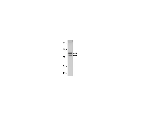 62-8373-63　抗GSK3α/β;100μL　05-903