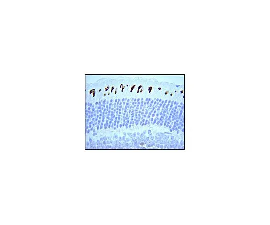 62-8449-99　反奥普辛，蓝色;100μg　AB5407