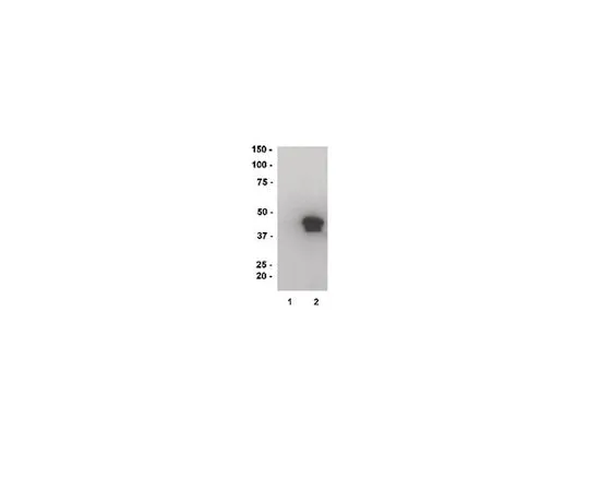 62-8391-27　MBP,重组;500μg　13-173