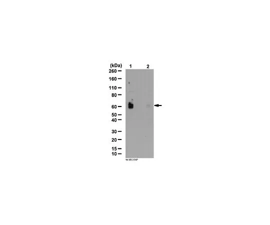 62-8388-95　抗磷-SPAK (Ser373) /磷-OSR1 (Ser325);100μg　7-73
