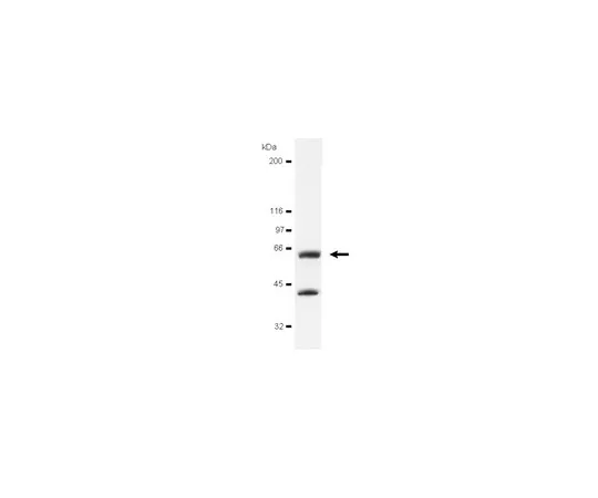 62-8370-59　抗禽流感病毒，克隆EC10;200μg　05-185