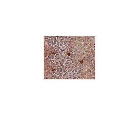 62-8382-20　抗GABAA受体α1;200μg　06-868