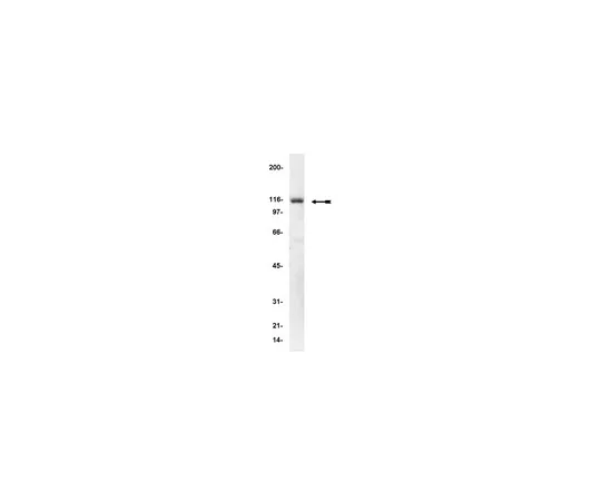 62-8370-97　抗α-肌动蛋白，克隆AT6/172;200μg　05-384