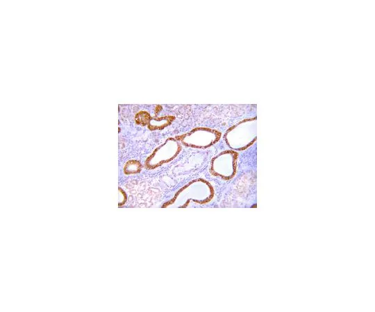 62-8387-59　抗GLUT-4, C末端;100μL　07-1404