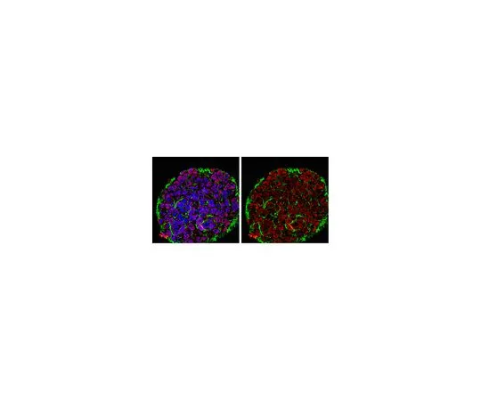 62-8460-61　抗JARID1D;100μg　ABE203
