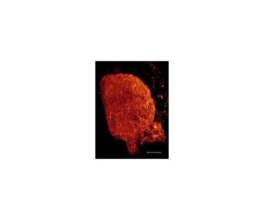 62-8373-27　抗α-球蛋白，克隆DM1A;200μg　05-829
